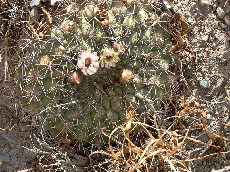 Gymnocalycium tilcarense